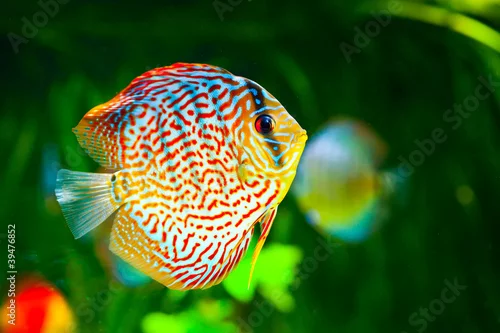 Obraz Symphysodon discus