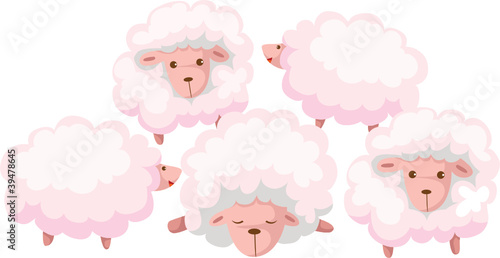 Sheep