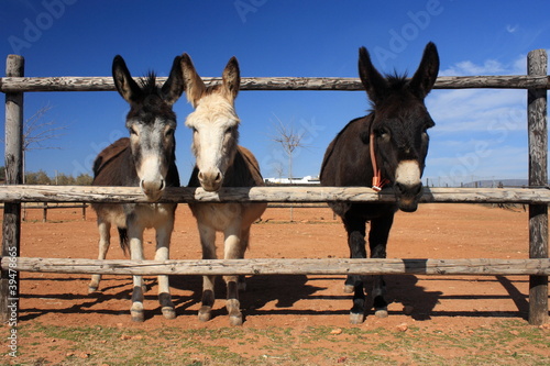 Fotografiet 3 donkeys looking through fence