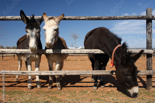 Φωτογραφία grazing donkeys