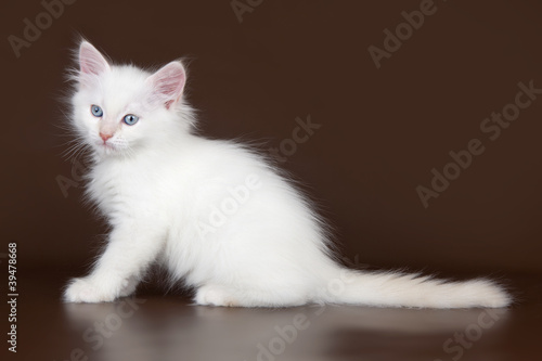 White kitten on brown background