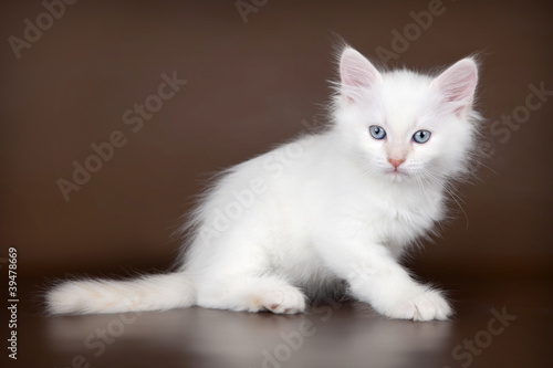 White kitten on brown background