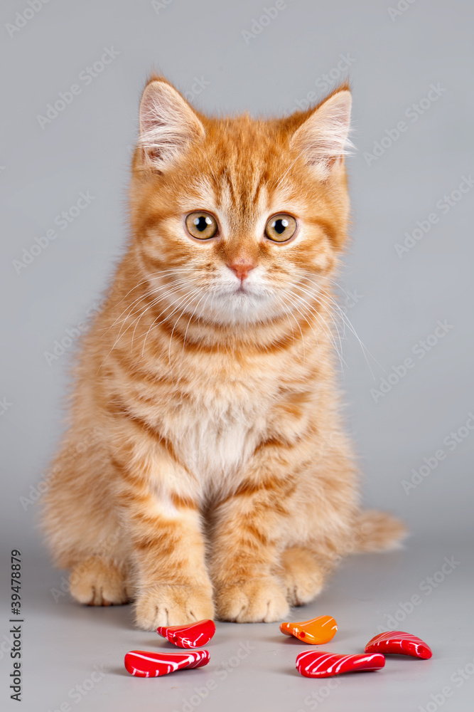 Red kitten with stones on grey background