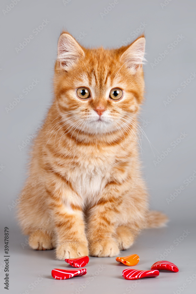 Red kitten with stones on grey background Red kitten with stones on grey background