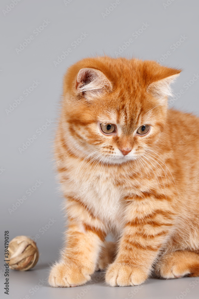 Red kitten with a ball on grey background Red kitten with a ball on grey background