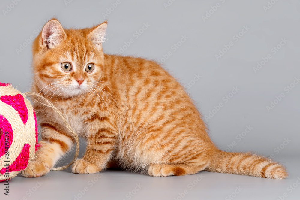 Red kitten with a ball on grey background