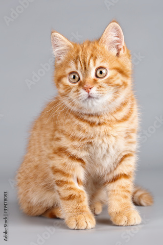 Red kitten on grey background