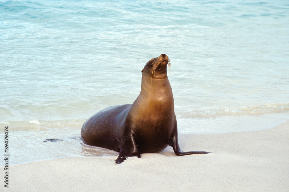 Naklejka premium Sea lion, Galapagos Islands, Ecuador