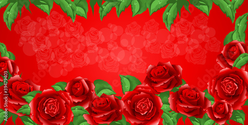 Vector red rose