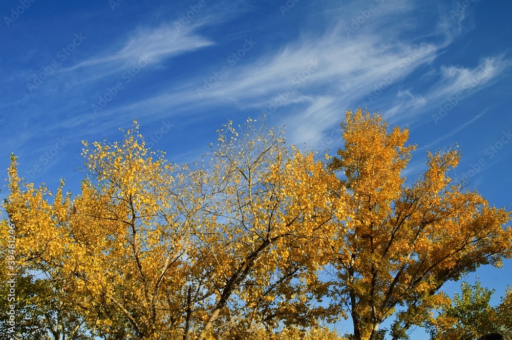 autumn sky leaf