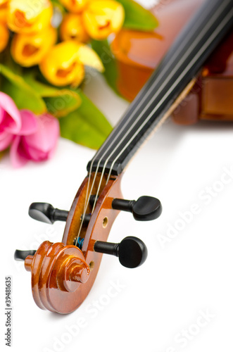 Violin and tulip flowers on white