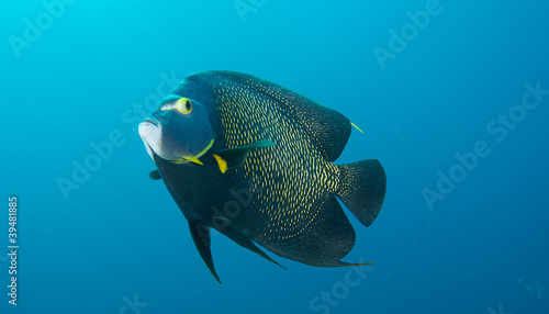 French Angelfish swimming freely in open water.