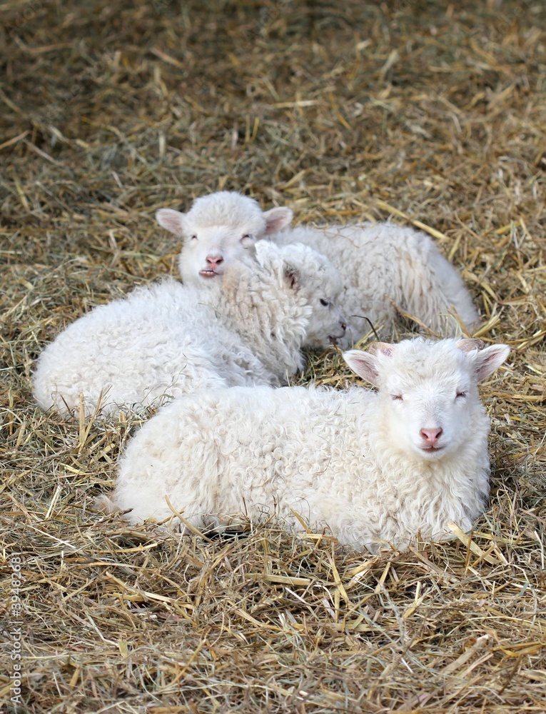 Fototapeta premium Drei weiße Skuddenlämmer 