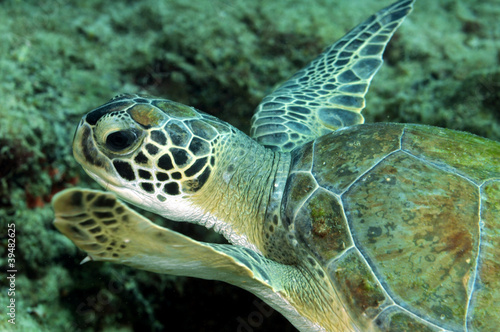 Grean Sea Turtle swimming near a coral reef