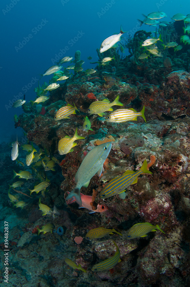 Obraz premium Colorful FIsh on a Tropical Coral Reef