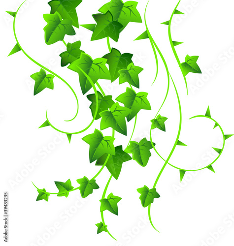 Green ivy