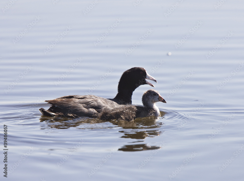 Coot Waterhen Babies Coot Waterhen Babies