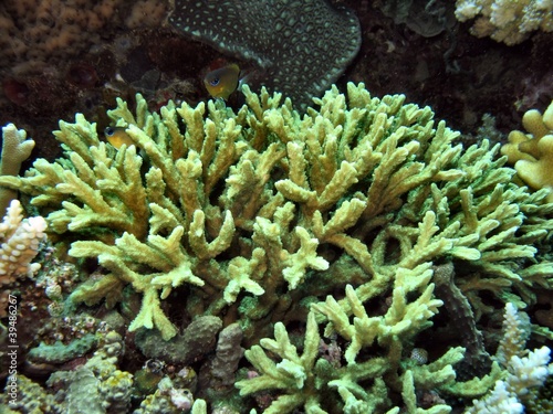 corallo duro