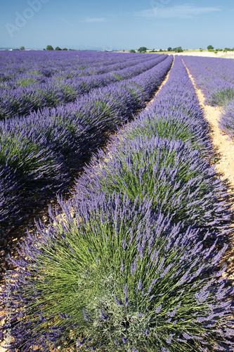 lavender field in summer