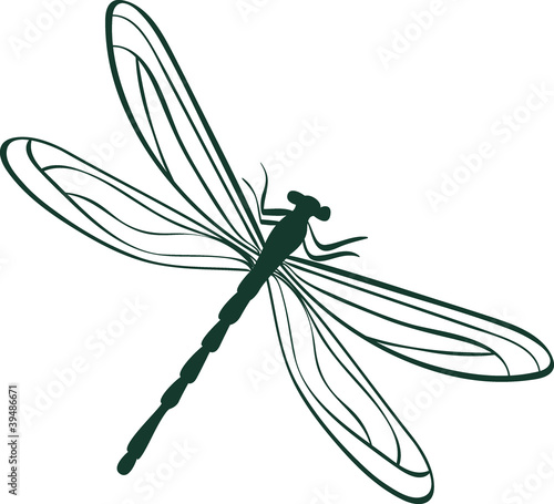abstract dragonfly vector illustration