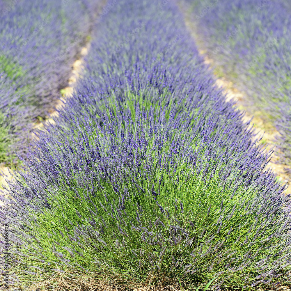 Fototapeta premium lavender field square
