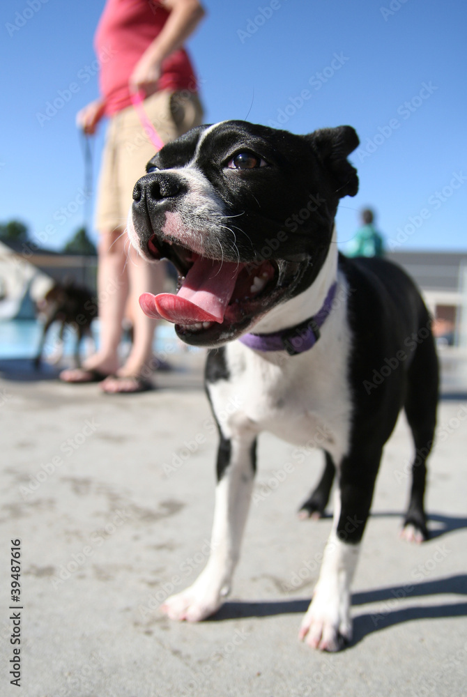 boston terrier at a pool