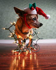 christmas dog