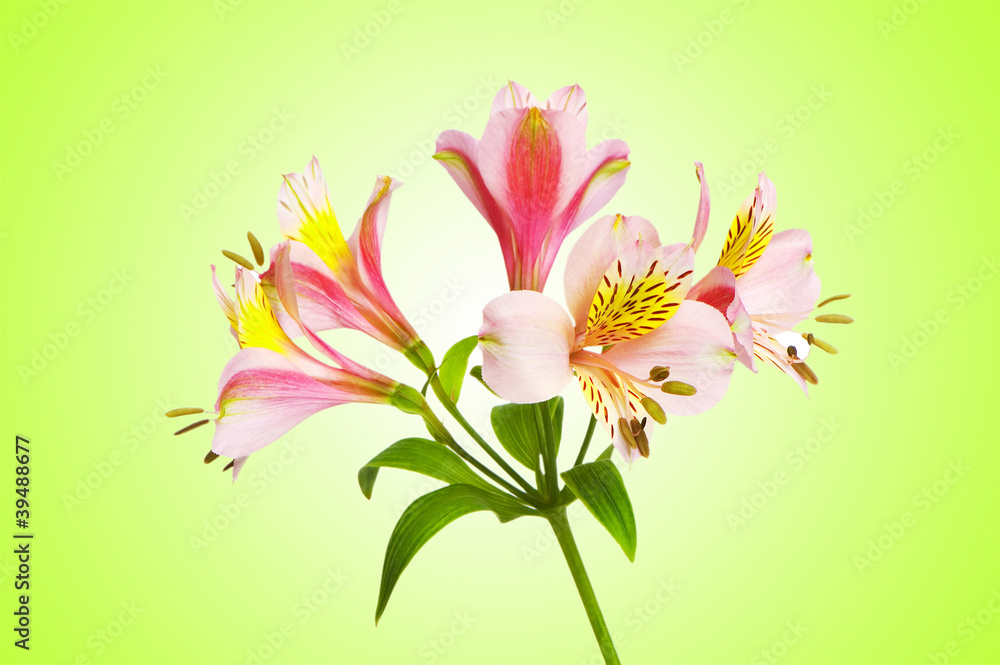 Colourful lilies against gradient background