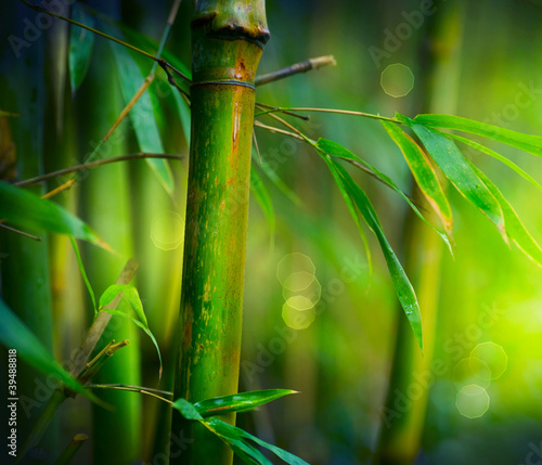 Bamboo #39488818