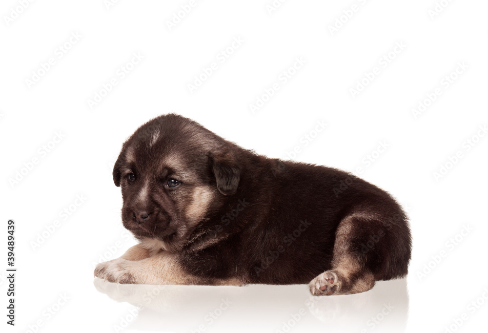 Obraz premium Cute puppy