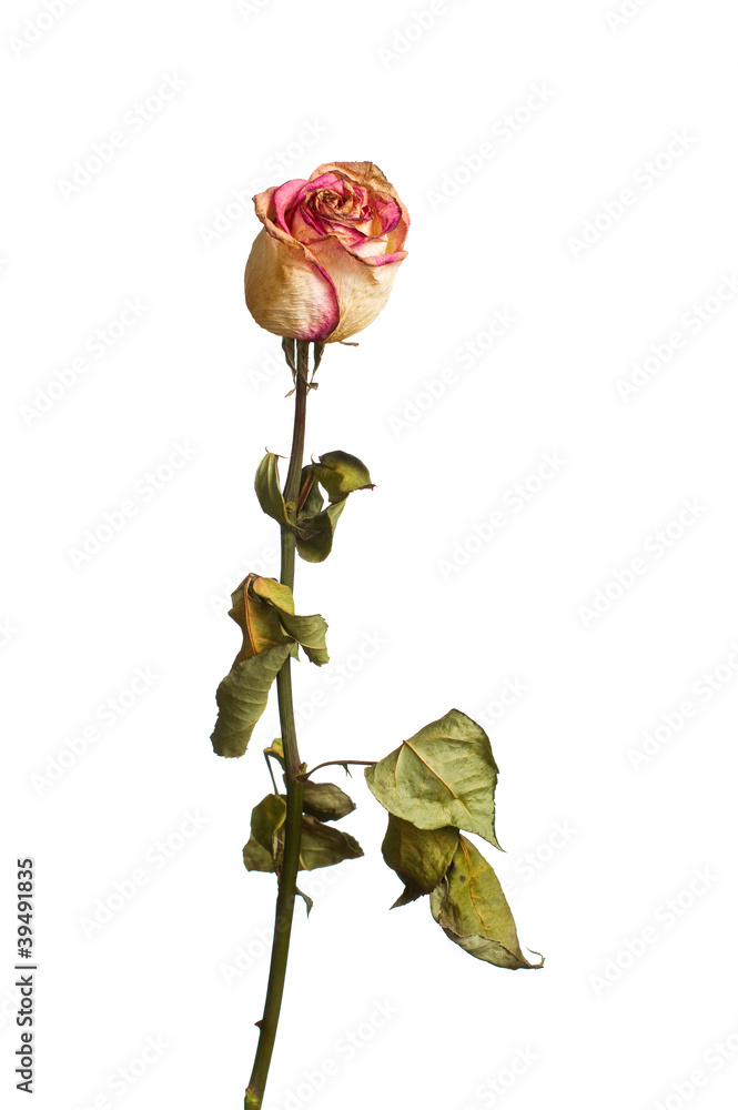 Obraz premium The dried rose