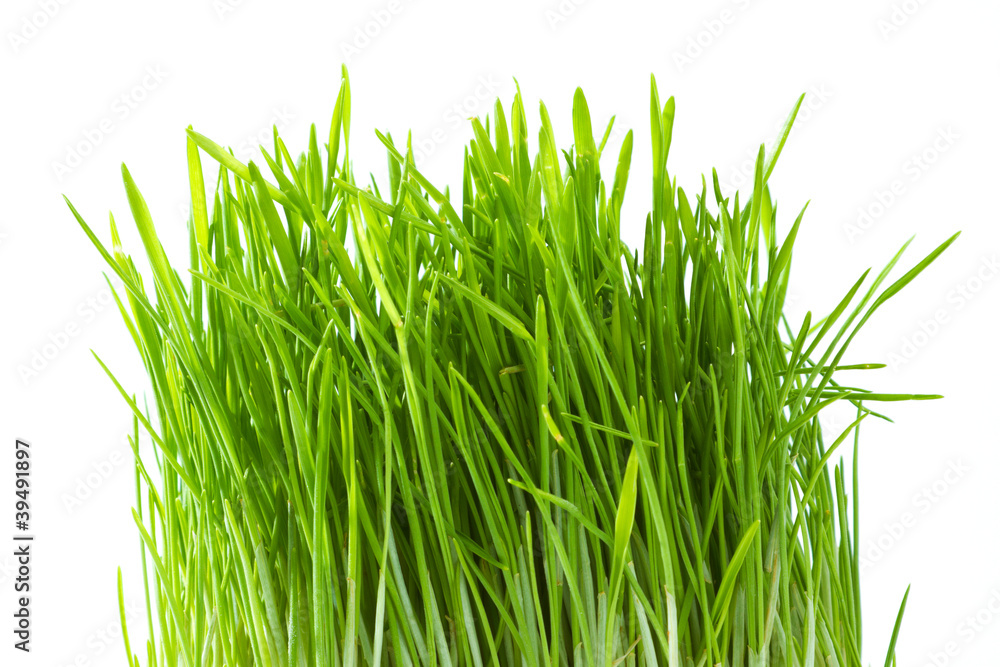 Obraz premium green grass, bundle