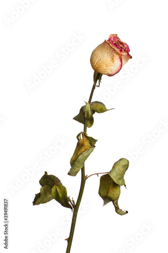 Εκτύπωση καμβά The dried rose