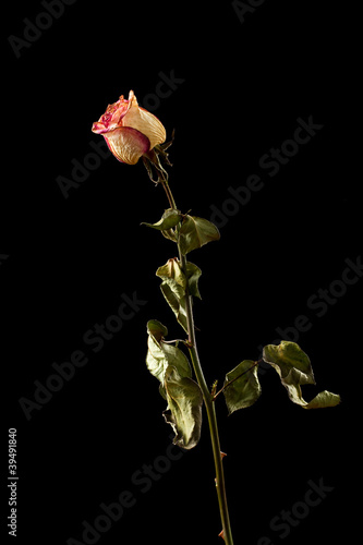 The dried rose