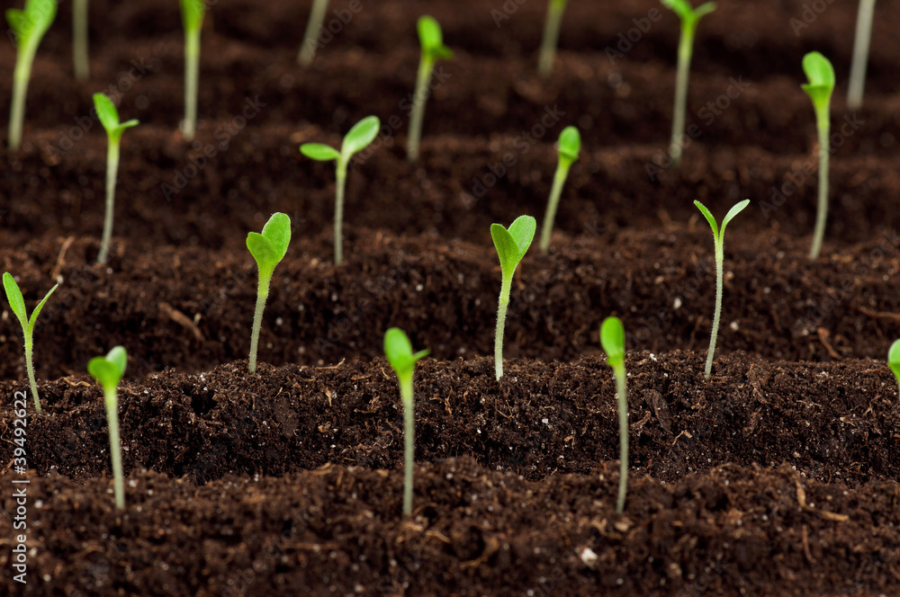 Green seedling Green seedling