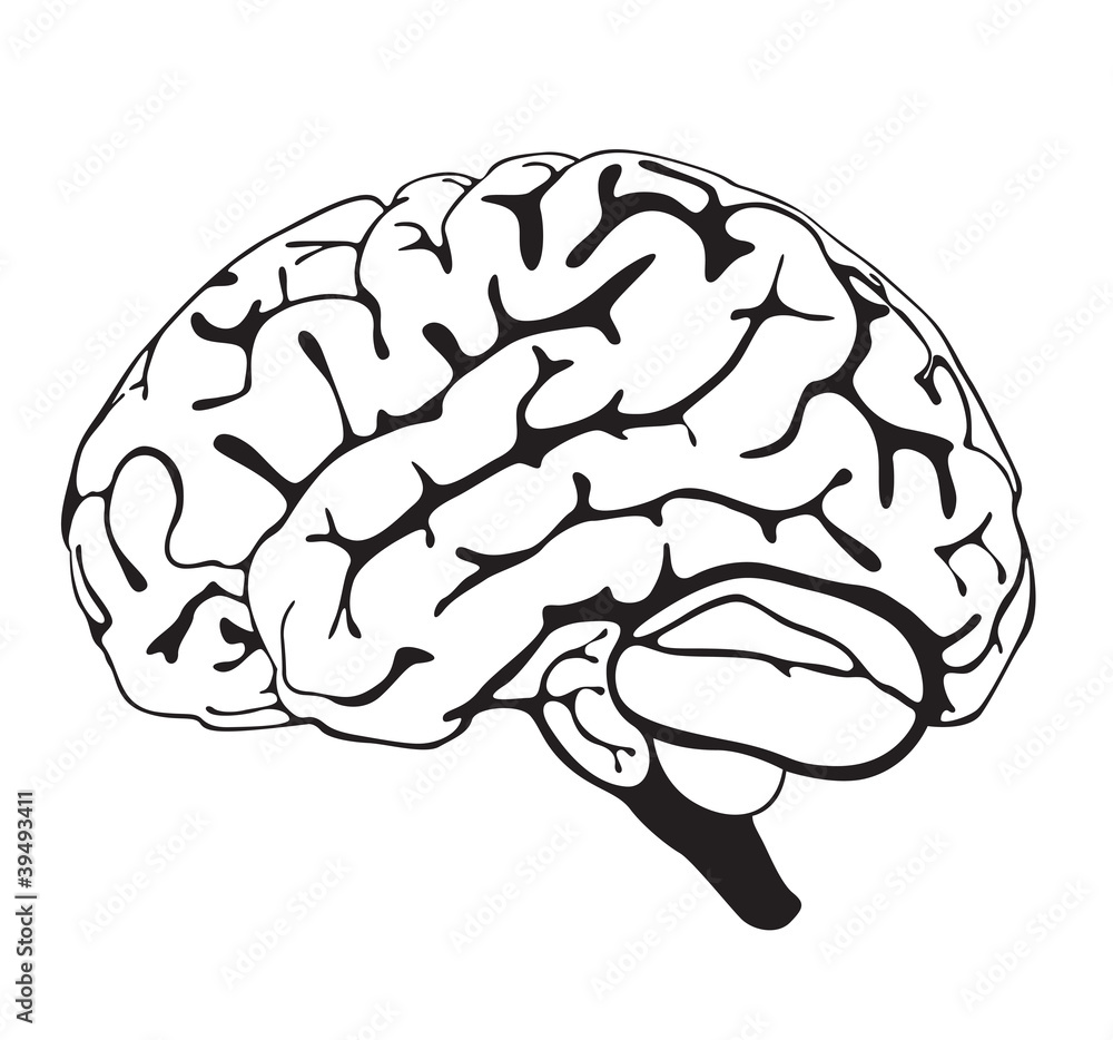 drawing brain closeup drawing brain closeup