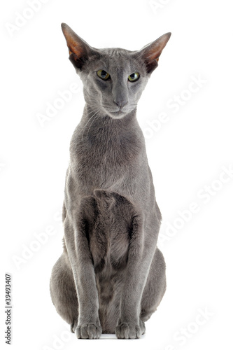 Foto chat oriental gris