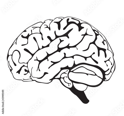 drawing brain closeup