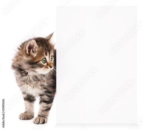 Kitten with blank