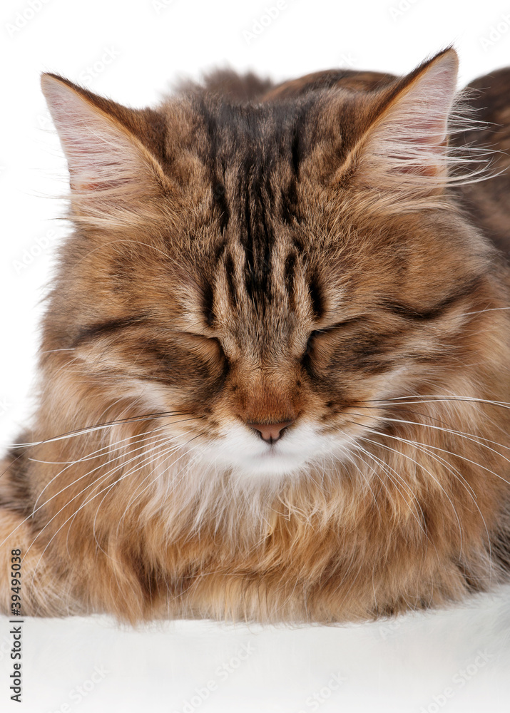 Fototapeta premium Portrait of cat