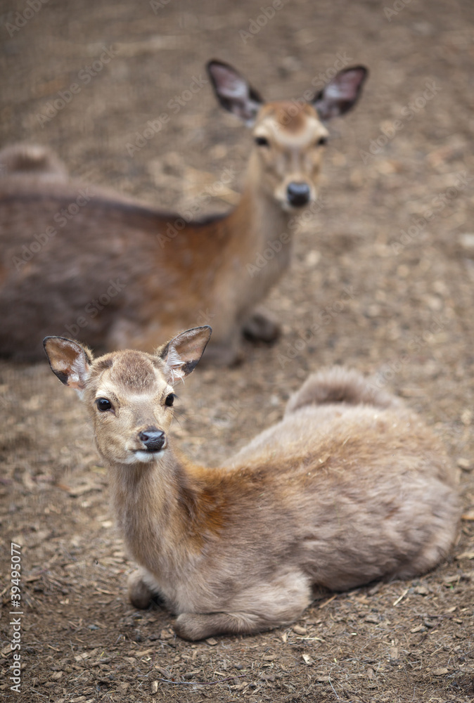 sika deer (lat. Cervus nippon)
