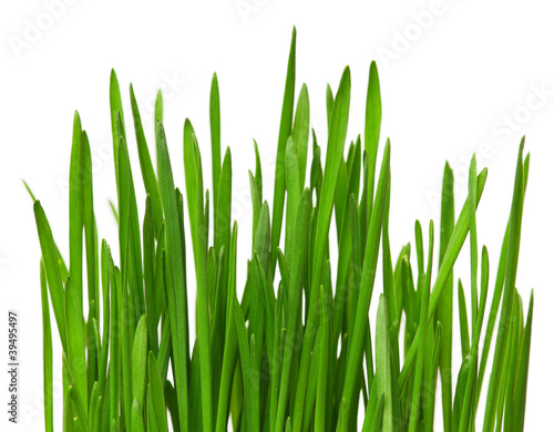 Wheat grass