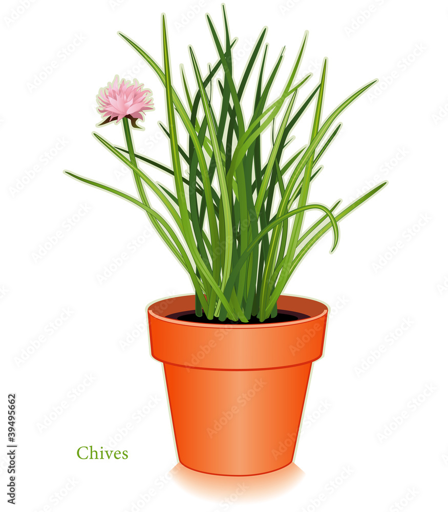 Fototapeta premium Szczypiorek Herb, Doniczka Gliniana. Do ziół drobnych, sałatek, gotowania.