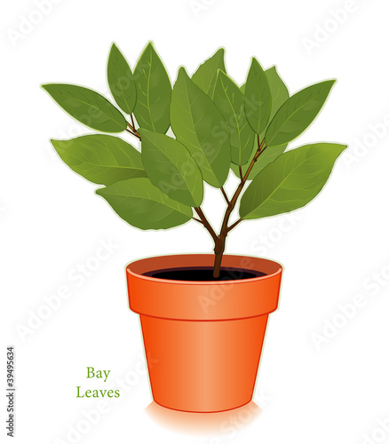 Bay Leaves Herb, Clay Flowerpot. For cooking, Bouquet Garni.