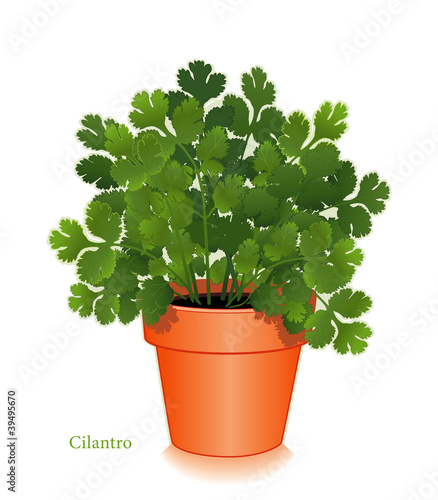 Cilantro Herb, Clay Flowerpot. Chinese Parsley, Mexican, Asian.