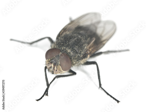 Housefly isolated on white background, high magnification