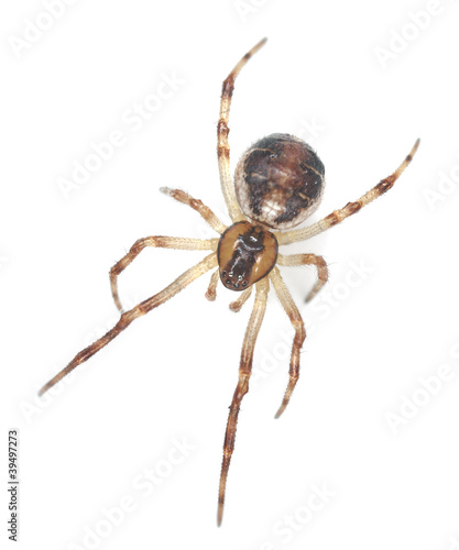 Orb weaver spider isolated on white background
