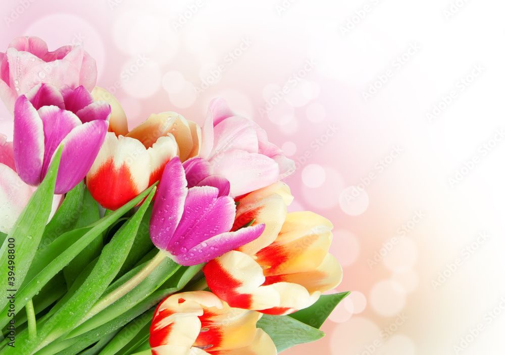 Obraz premium Tulip flowers postcard concept