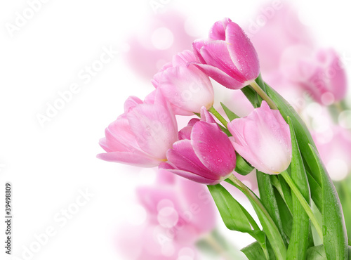 Tulip flowers postcard concept