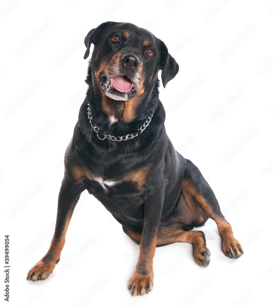 Rottweiler sur fond blanc